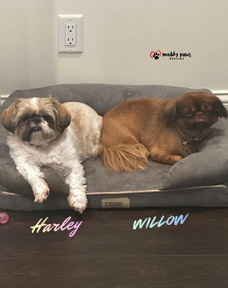 Willow