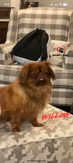 Willow thumbnail 3