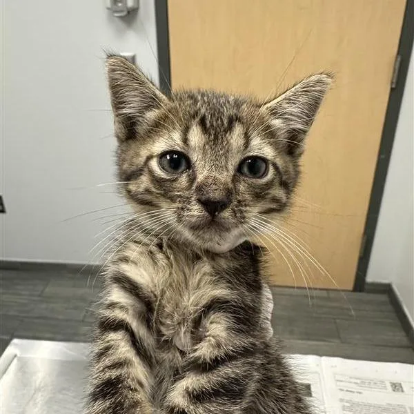 A baby small-sized male Brown / Chocolate Domestic Short Hair cat named Melon for adoption in Jacksonville, FL