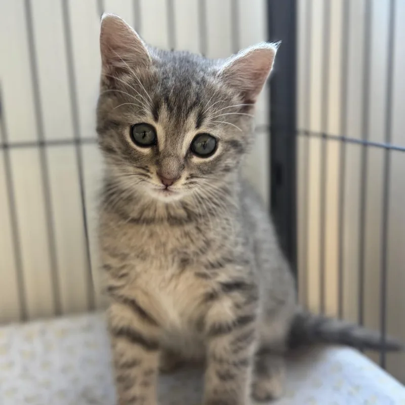 A baby small-sized male Gray / Blue / Silver Domestic Short Hair cat named Gilligan for adoption in Chesapeake, VA