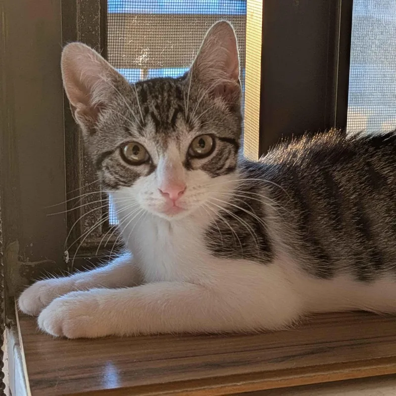 A baby small-sized female Tabby (Gray / Blue / Silver) Domestic Short Hair cat named Sparky for adoption in Weehawken, NJ
