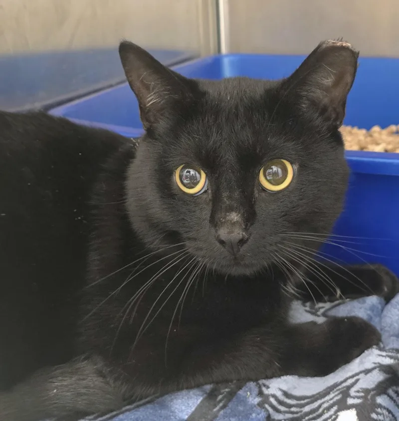 An adult large-sized male Black Domestic Short Hair cat named Chance for adoption in Amityville, NY