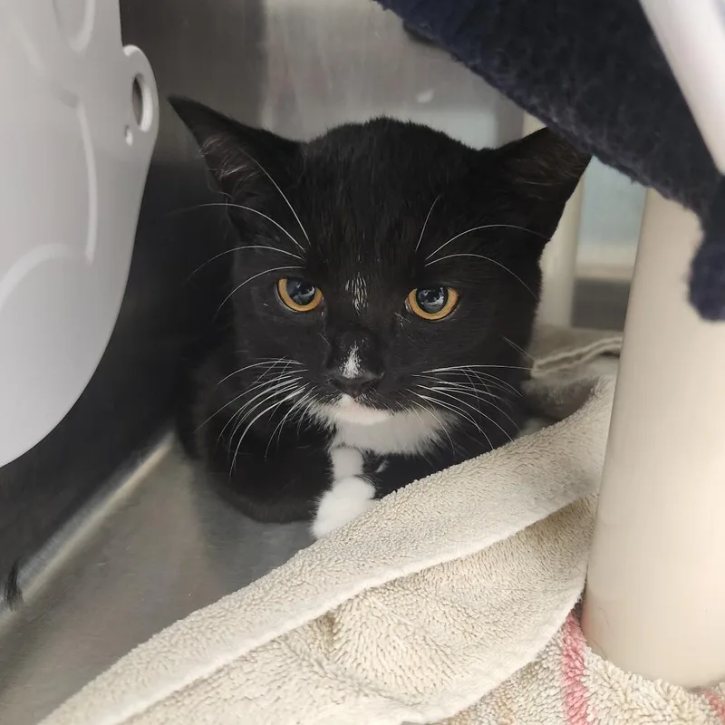 A baby medium-sized female Black Domestic Short Hair cat named Trina for adoption in Fort Wayne, IN