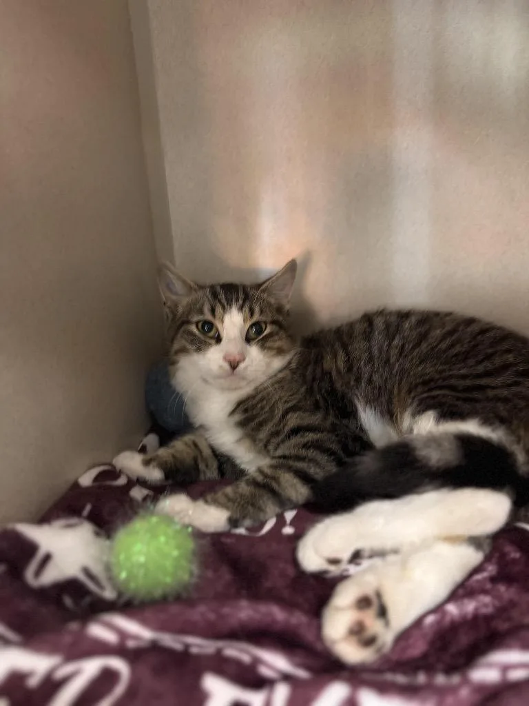 A young large-sized male Domestic Short Hair cat named Squawk for adoption in Pottsville, PA