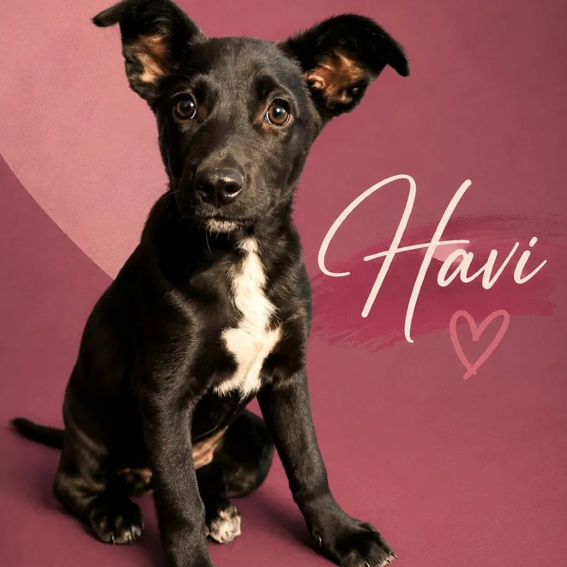 A baby medium-sized female Black German Shepherd Dog dog named Havi for adoption in Naples, FL