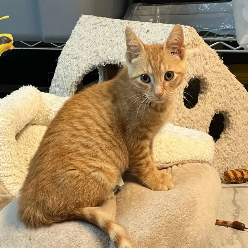 A baby small-sized male Orange / Red Domestic Short Hair cat named Newt for adoption in Granville, OH