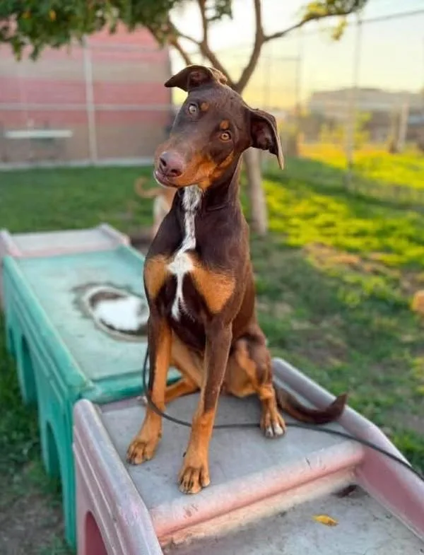 An adult medium-sized female Doberman Pinscher dog named Potluck for adoption in Santa Rosa, CA
