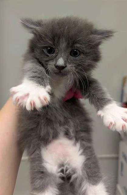 A baby small-sized male Domestic Medium Hair cat named Opossum for adoption in Ontario, CA