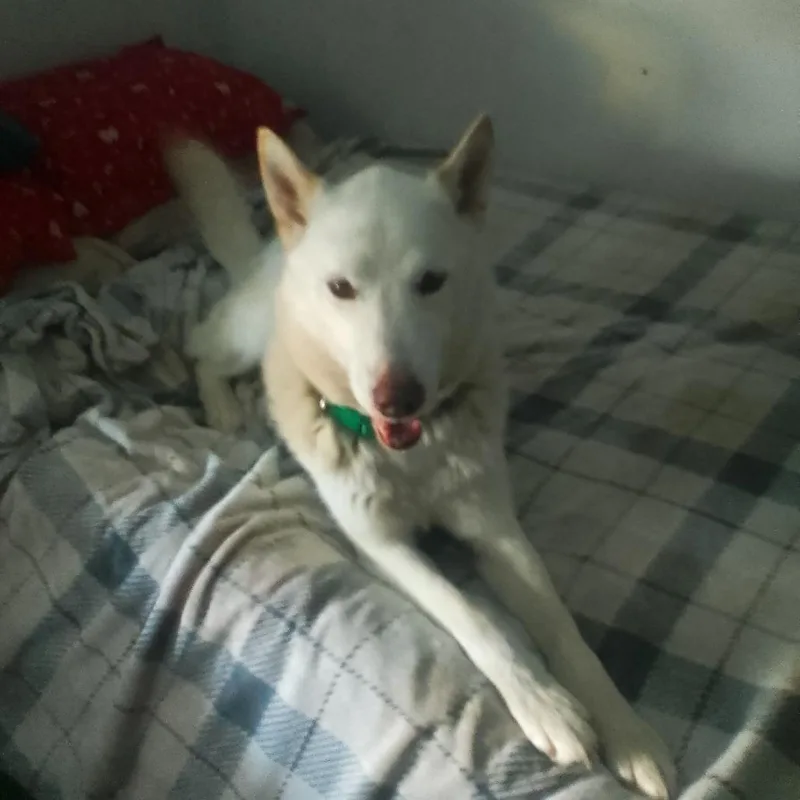 A young small-sized male White / Cream Siberian Husky dog named Tundra for adoption in Rogersville, MO