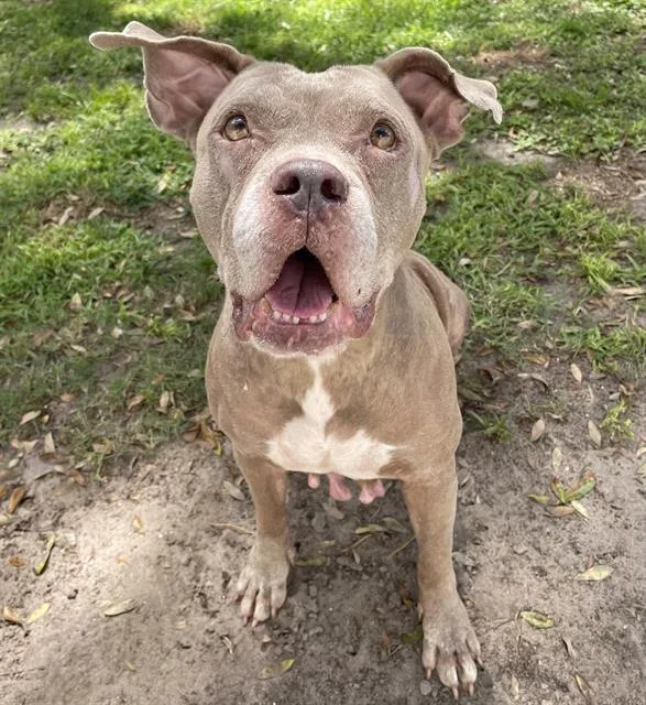 An adult medium-sized female Mixed Breed dog named Mary Shelley for adoption in Palmetto, FL