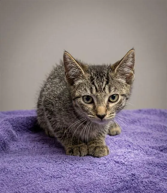 A baby small-sized male Domestic Short Hair cat named Sandstone for adoption in Lavonia, GA