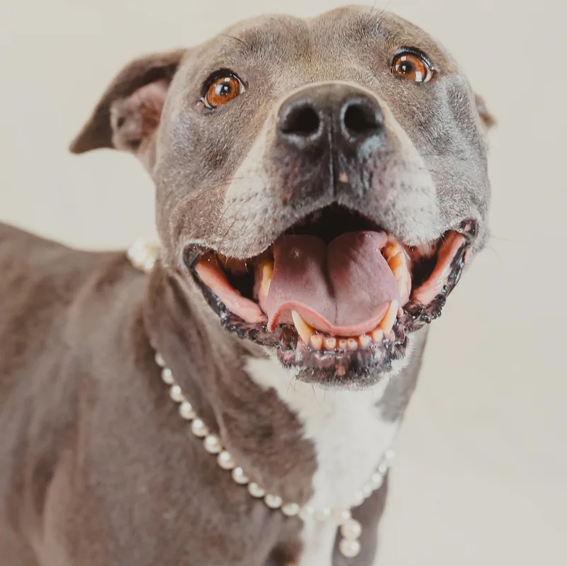 An adult medium-sized female Pit Bull Terrier dog named Sunny for adoption in Krum, TX