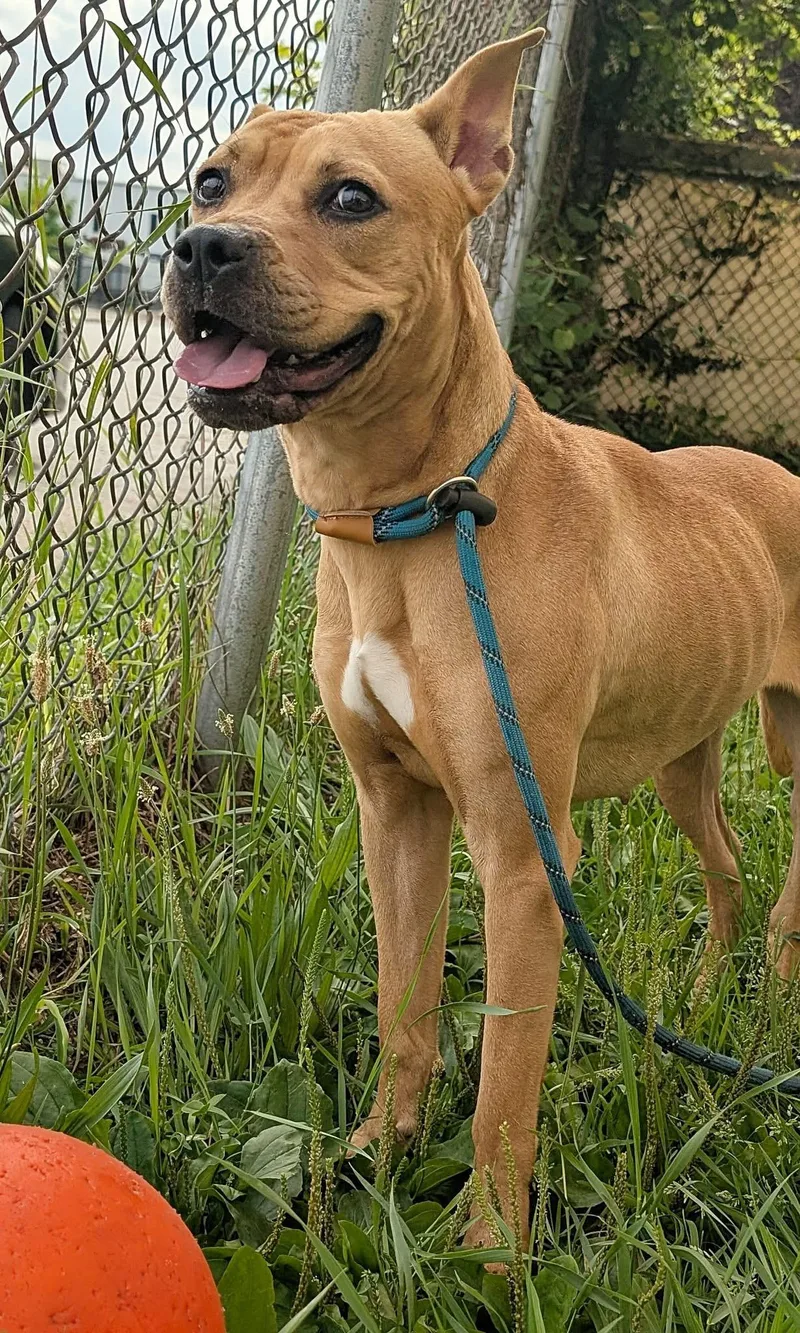 An adult medium-sized female Yellow / Tan / Blond / Fawn Pit Bull Terrier dog named Gianna for adoption in Chicago, IL