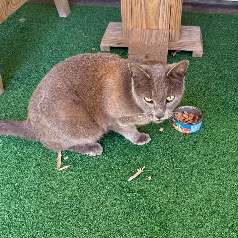 An adult large-sized male Gray / Blue / Silver Domestic Short Hair cat named Earl Grey for adoption in Galveston, TX