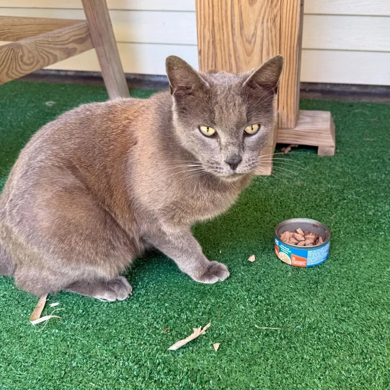 Earl Grey thumbnail 2