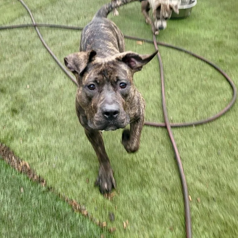 A young large-sized female Brindle Pit Bull Terrier dog named Paris for adoption in Groveland, MA