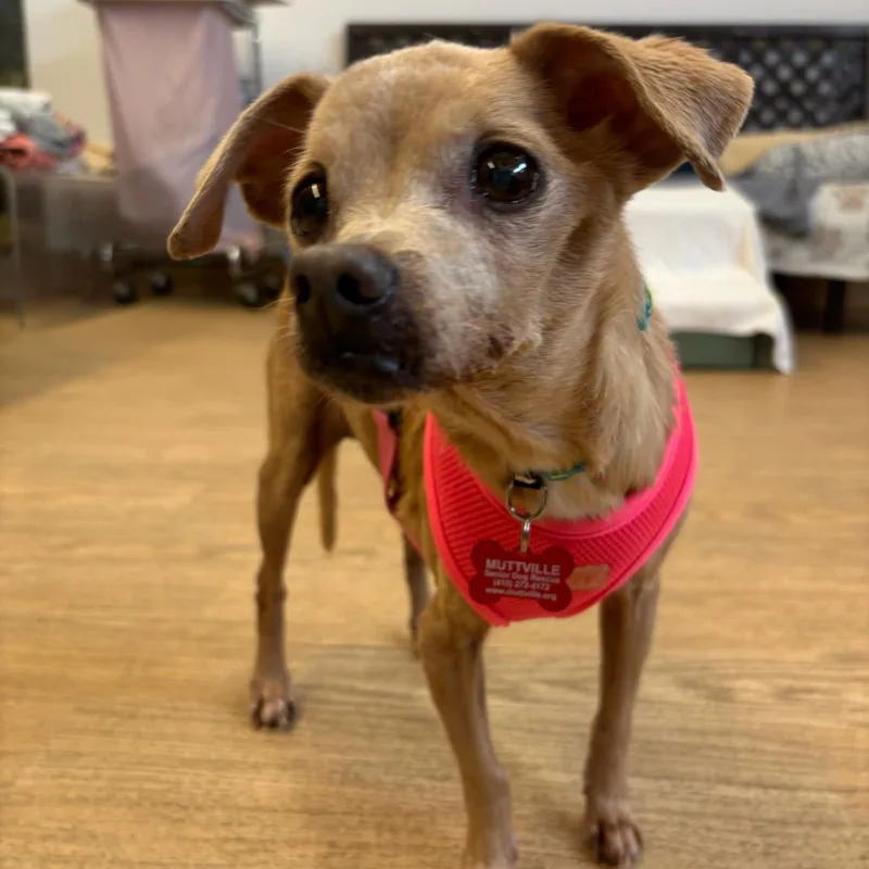 A senior small-sized female Yellow / Tan / Blond / Fawn Chihuahua dog named Linda Mar for adoption in San Francisco, CA