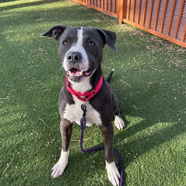 An adult large-sized male Pit Bull Terrier dog named Nacho Pretzel for adoption in Las Vegas, NV