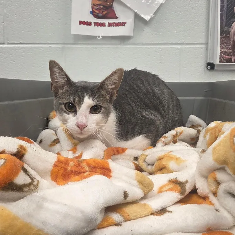 A young medium-sized male White Domestic Short Hair cat named Bougie for adoption in Chattanooga, TN