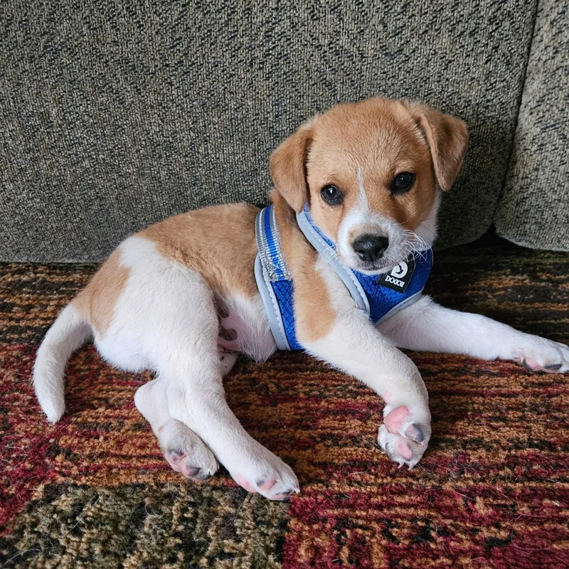 Maverick