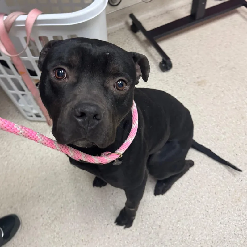 An adult medium-sized male Black American Staffordshire Terrier dog named Otis for adoption in Murray, UT