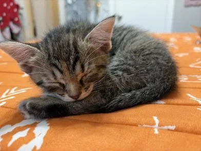 Buttercup thumbnail 2