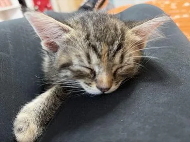 Buttercup thumbnail 5
