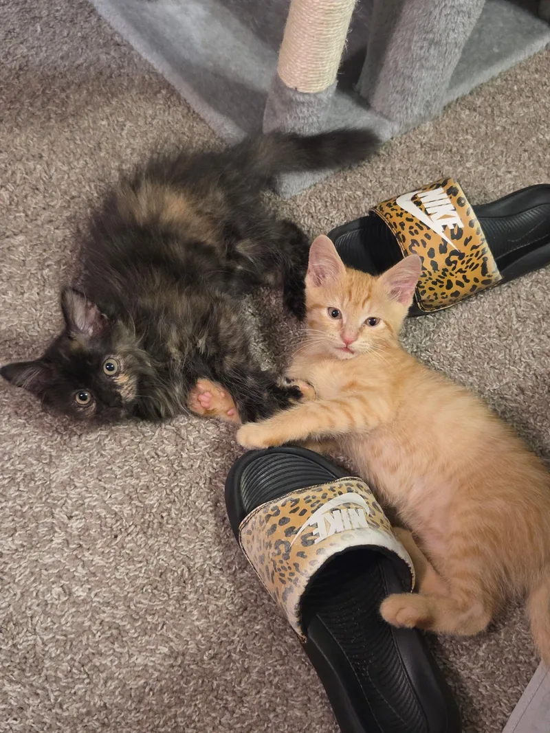 Liam & Olivia