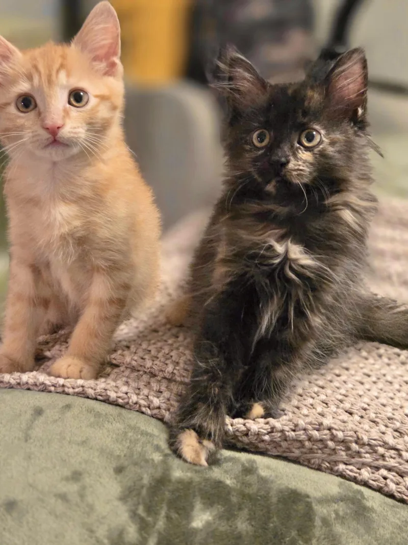 Liam & Olivia thumbnail 2
