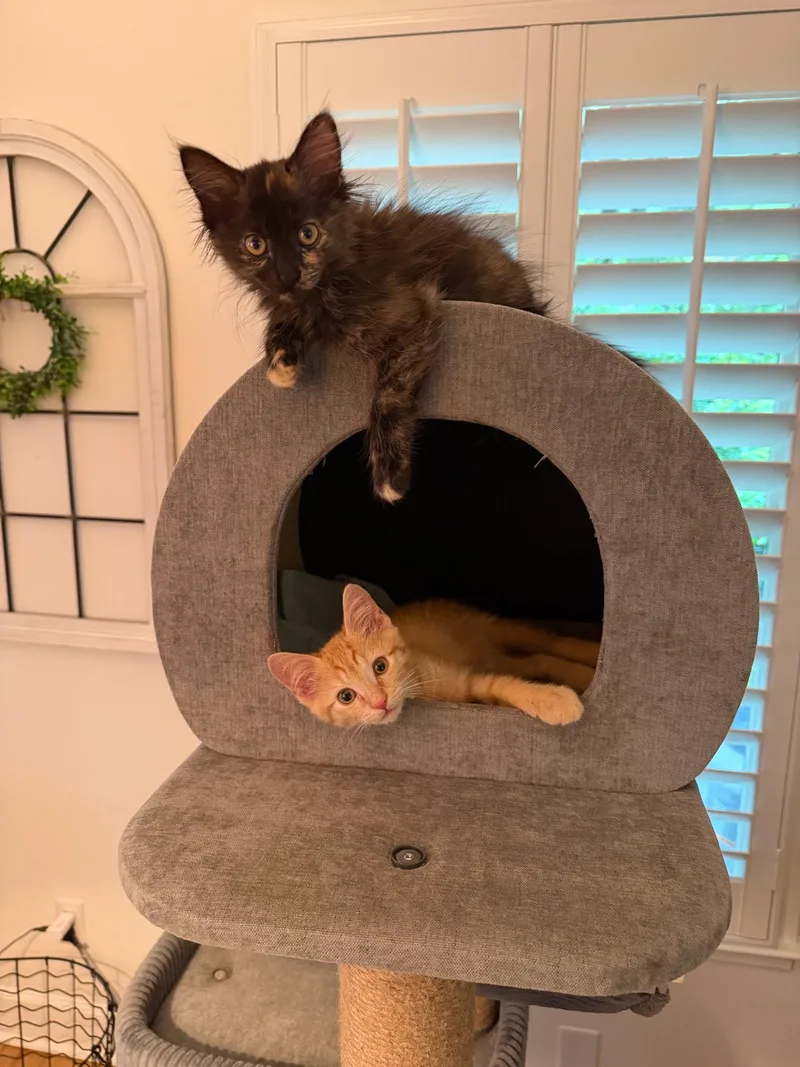 Liam & Olivia thumbnail 4