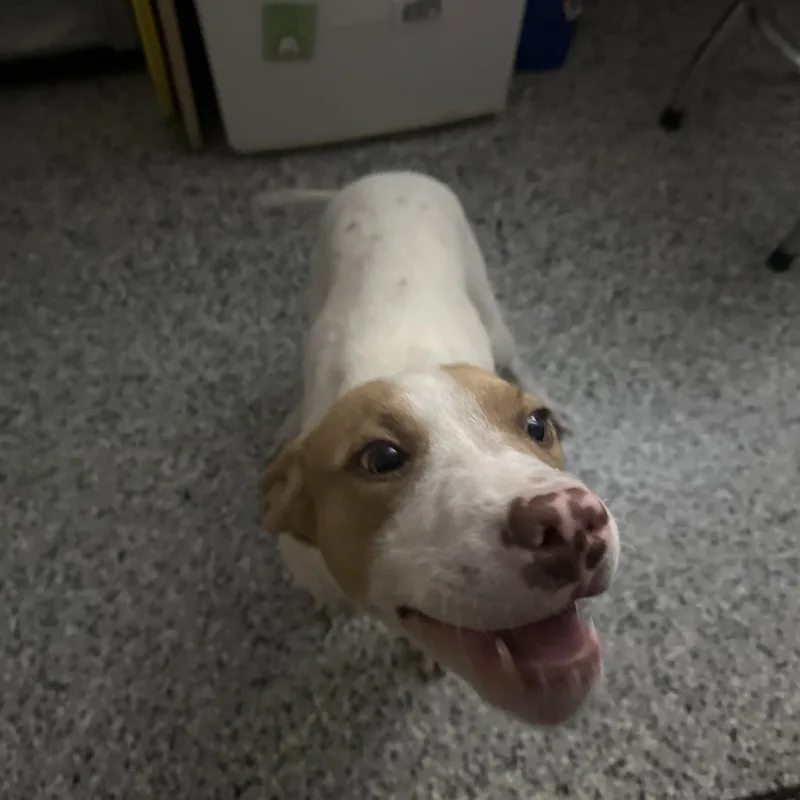 A baby medium-sized female White / Cream English Bulldog dog named Beanie for adoption in Lakeland, FL