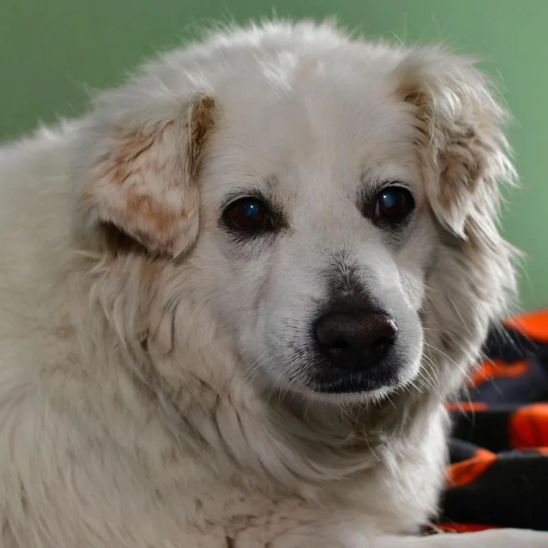 A senior medium-sized female White / Cream Mixed Breed dog named Pearl for adoption in Ottawa, KS