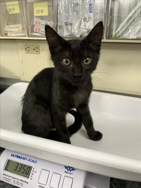 A baby small-sized male Black Domestic Short Hair cat named Slinky for adoption in Woodland, CA
