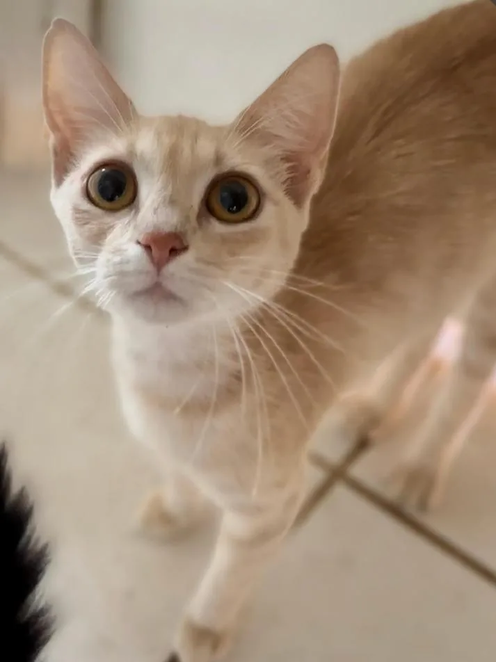 A young medium-sized female Domestic Short Hair cat named Dulce Maria for adoption in Phoenix, AZ