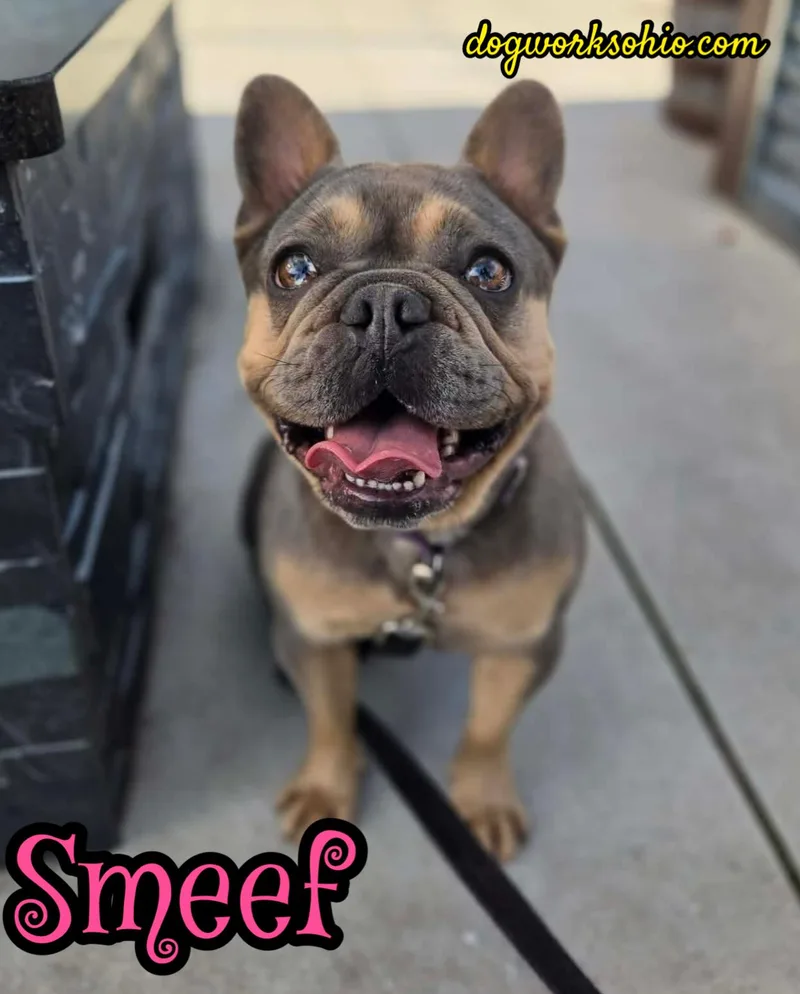 Smeef