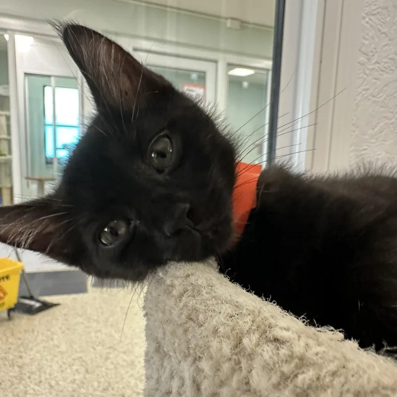 A young medium-sized male Black Domestic Short Hair cat named Tostito for adoption in New Port Richey, FL