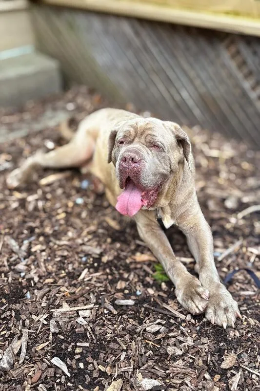 An adult extra large-sized male Brown / Chocolate Mixed Breed dog named Prince for adoption in Cincinnati, OH
