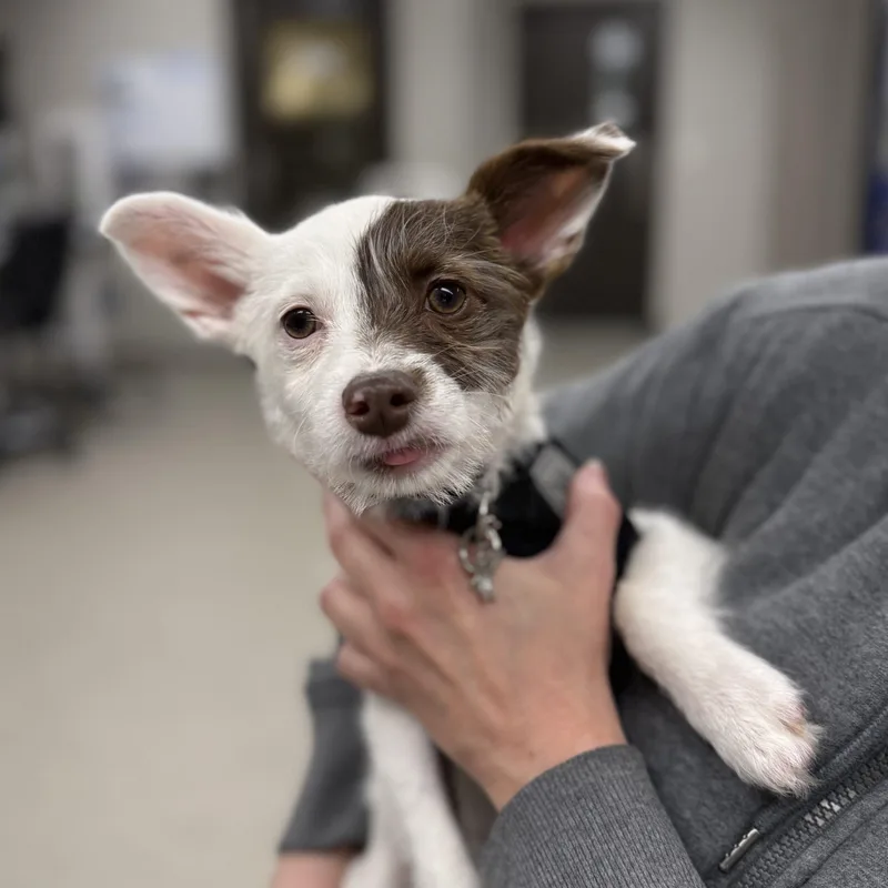 A baby small-sized male Bicolor Jack Russell Terrier dog named Oso for adoption in Lincolnshire, IL