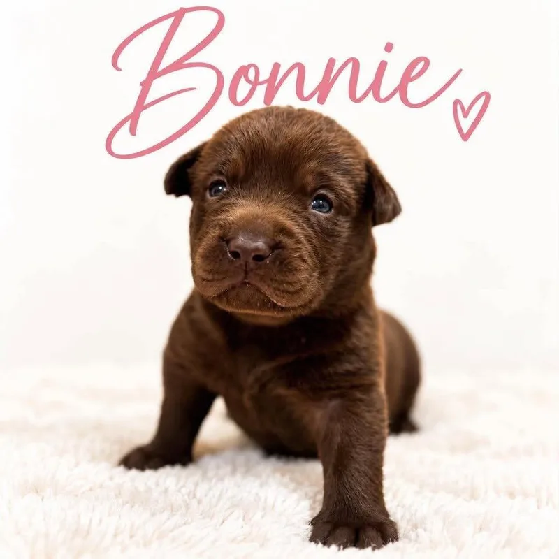 A baby large-sized male Chocolate Labrador Retriever dog named Bonnie for adoption in Grand Bay, AL