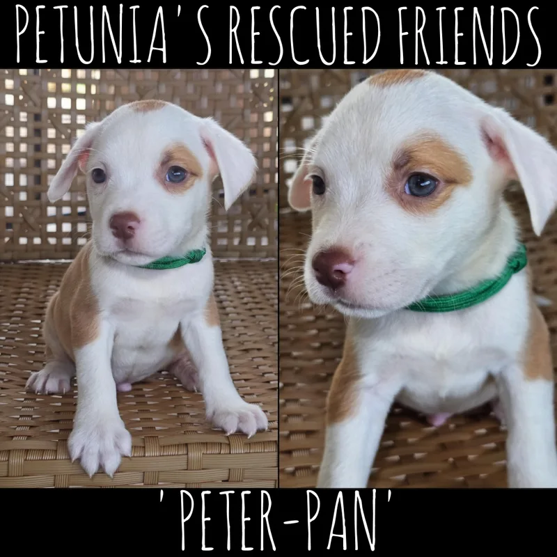 Peterpan