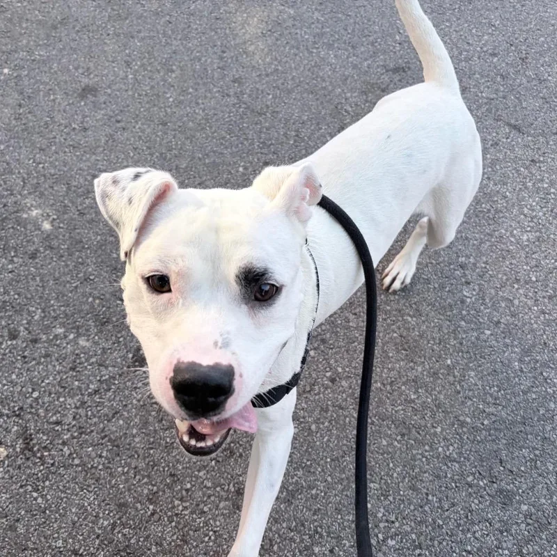 An adult medium-sized male Mixed Breed dog named Zambo for adoption in Pittsburgh, PA