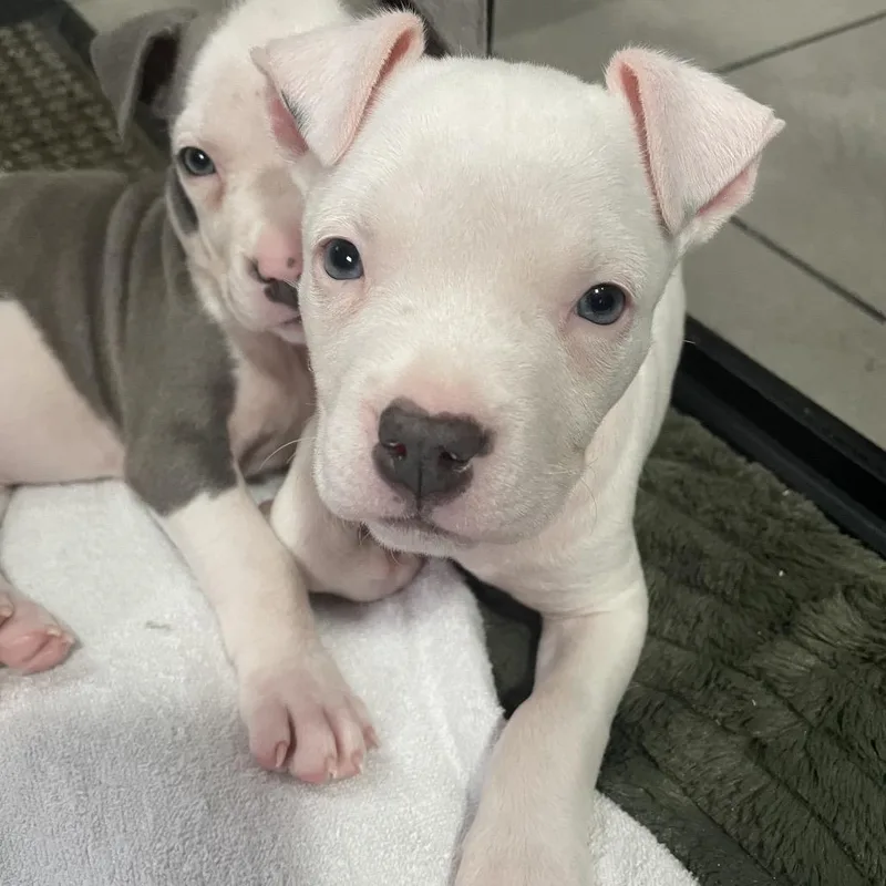 A baby small-sized female White / Cream Pit Bull Terrier dog named Poppy for adoption in Northville, MI