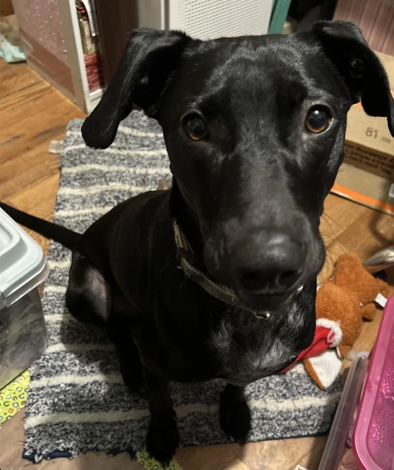 A young medium-sized female Black Labrador Retriever dog named Bailey for adoption in Ladonia, TX