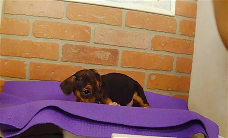 A baby small-sized female Chihuahua dog named Cupcake for adoption in Houston, TX