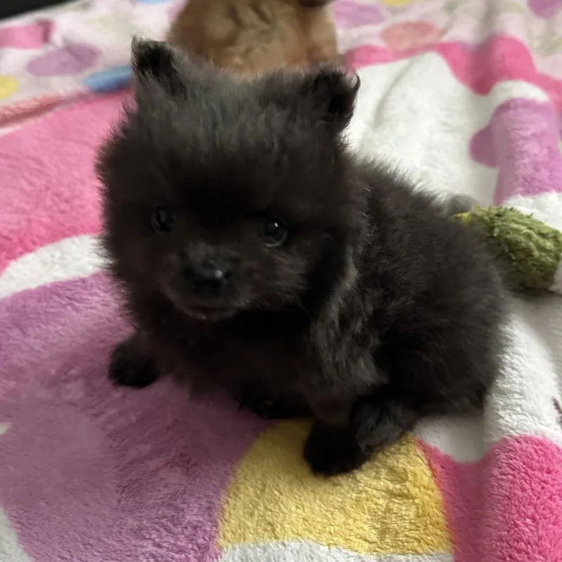 A baby small-sized female Gray / Blue / Silver Pomeranian dog named Rosie for adoption in Sacramento, CA
