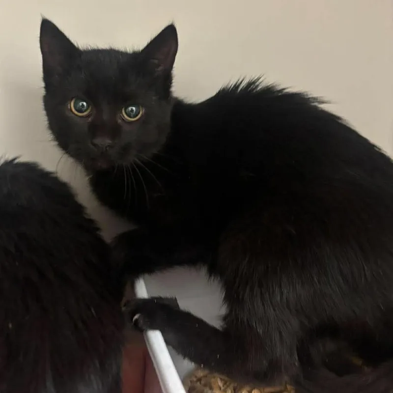 A baby small-sized female Black Domestic Medium Hair cat named Sienna for adoption in Rocky Mount, VA