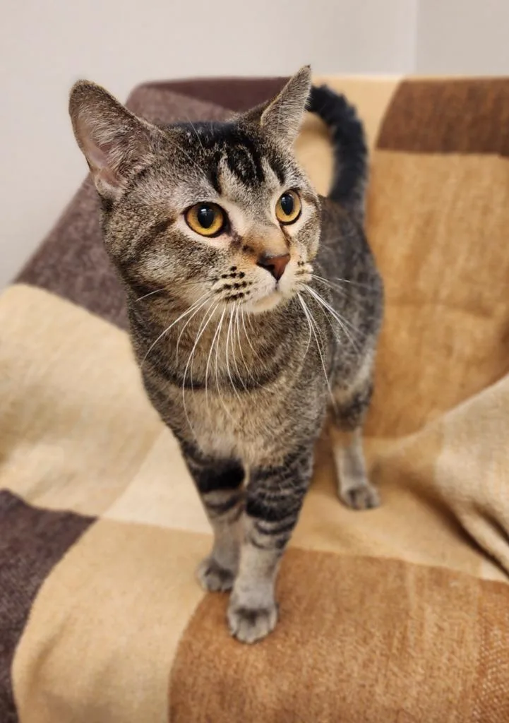 A young medium-sized male Domestic Short Hair cat named Cody for adoption in Superior, WI
