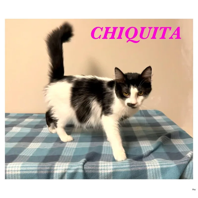 An adult medium-sized female Black Domestic Short Hair cat named Chiquita for adoption in Ashland, KY