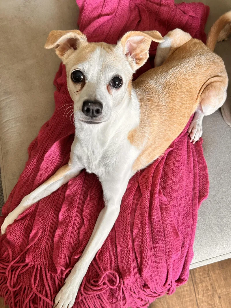 An adult small-sized female Chihuahua dog named Lila for adoption in Pasadena, CA
