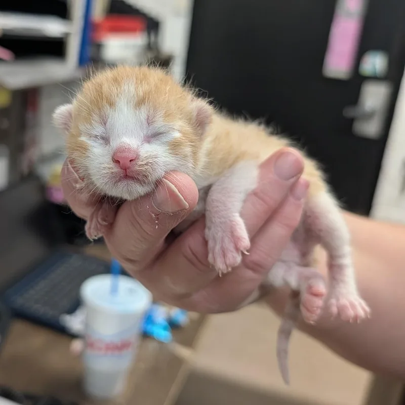 A baby small-sized male Orange / Red Domestic Short Hair cat named Grommet Squeakboot for adoption in Ardmore, OK